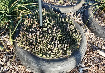 Orbea variegata — port de la plante
