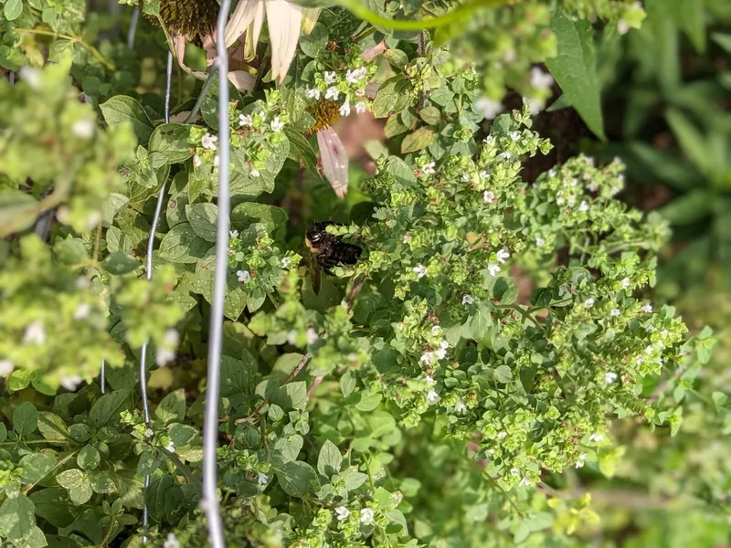 Origan — Origanum vulgare
