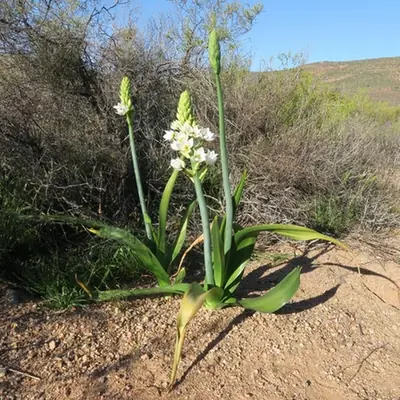 Ornithogalum thyrsoides — floraison