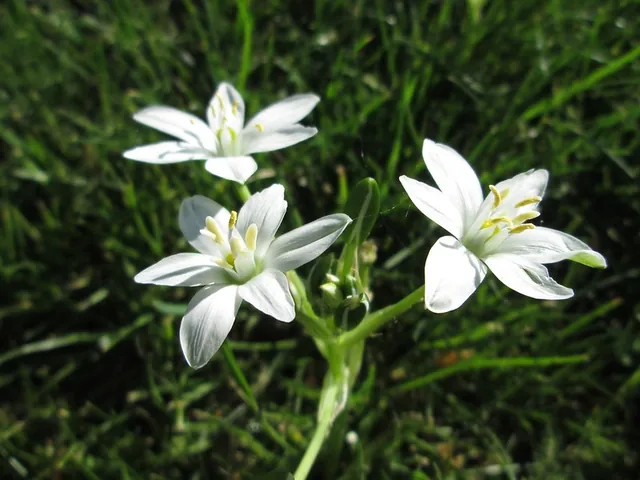 Ornithogalum umbellatum — floraison