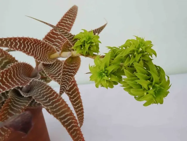 Orthophytum gurkenii — port de la plante