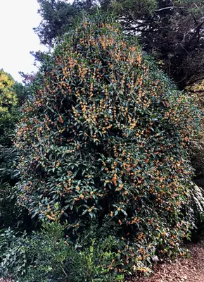 Osmanthus fragrans — port de la plante