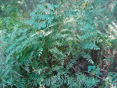 Osmunda spectabilis — port de la plante