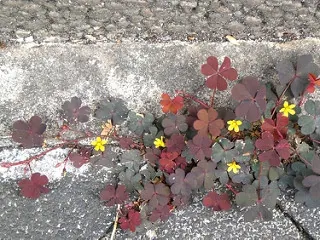 Oxalis corniculata — port de la plante