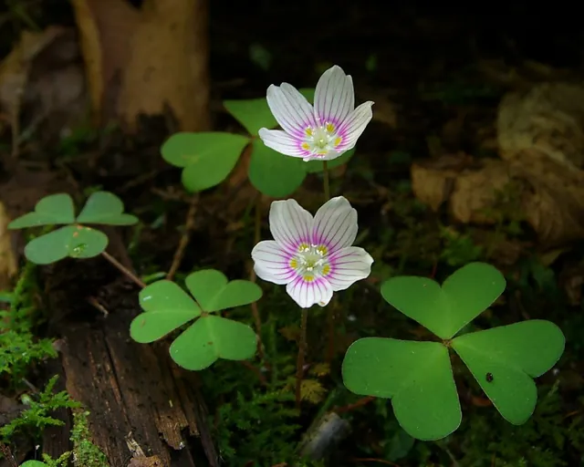 Oxalis montana — floraison