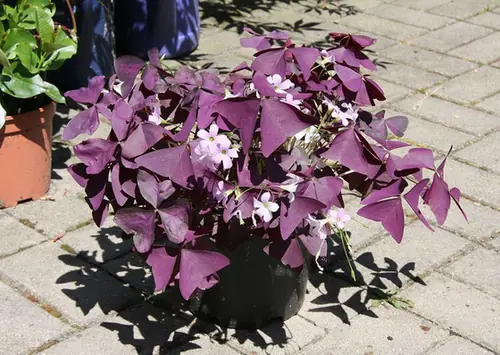 Oxalis triangularis — port de la plante