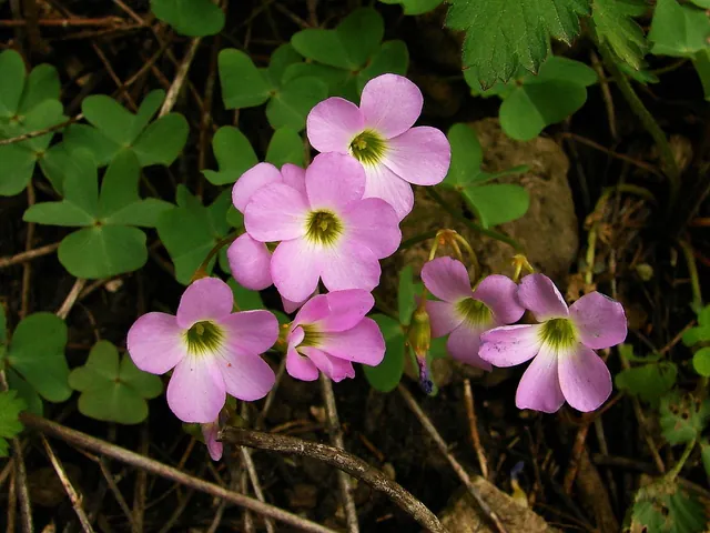 Oxalis violacea — floraison