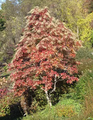Oxydendrum arboreum — port de la plante