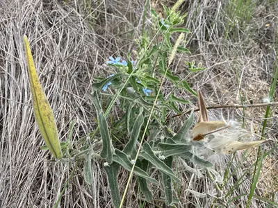Oxypetalum coeruleum — port de la plante