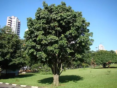 Pachira aquatica — port de la plante