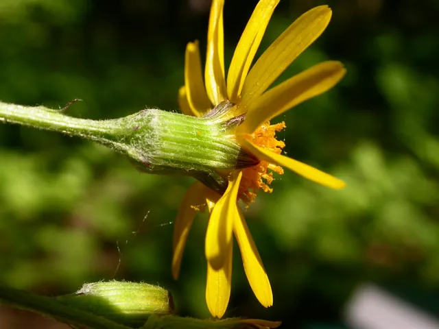 Packera aurea — floraison