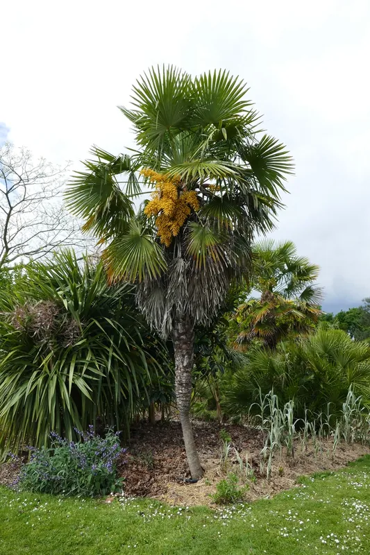 Palmier de Chine — Trachycarpus fortunei