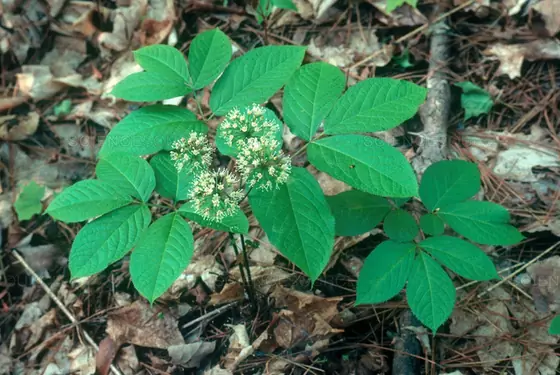 Panax quinquefolius — floraison