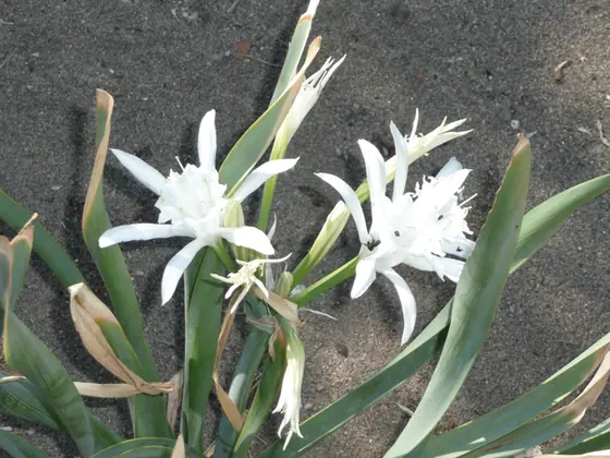 Pancratium maritimum — floraison