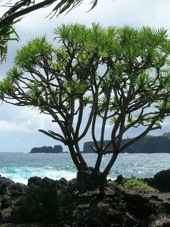 Pandanus tectorius — port de la plante