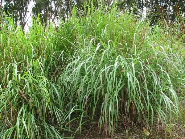 Panic érigé — Panicum virgatum