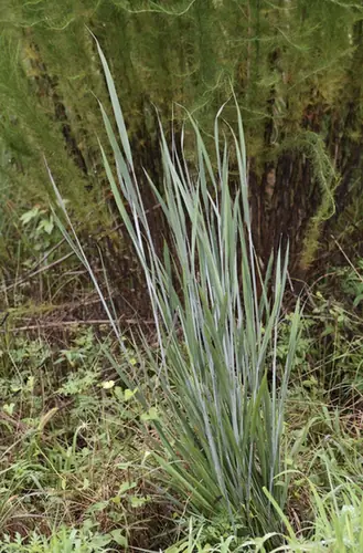 Panicum amarum — port de la plante