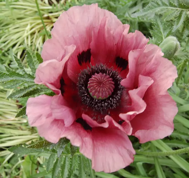 Papaver orientale — floraison