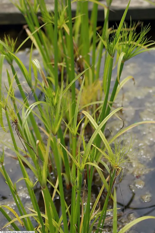 Papyrus — Cyperus papyrus