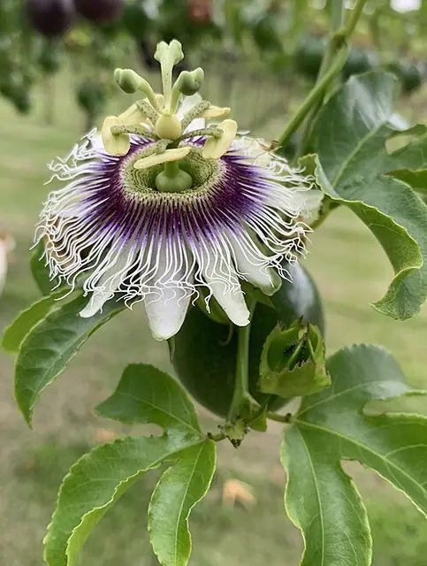 Passiflora edulis — photographie botanique