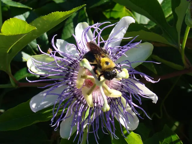 Passiflora incarnata — floraison