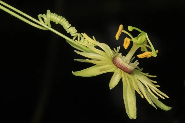 Passiflora lutea — floraison