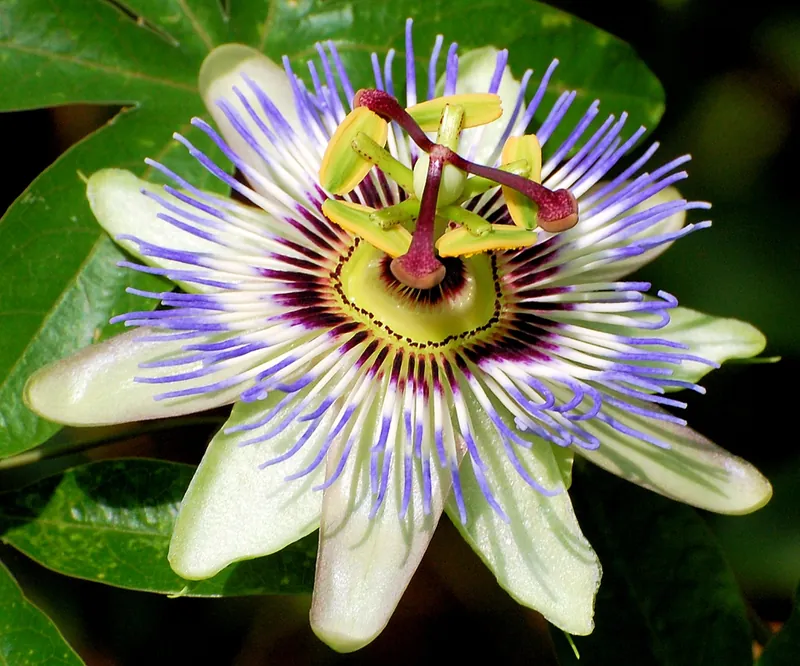 Passiflore bleue — Passiflora caerulea