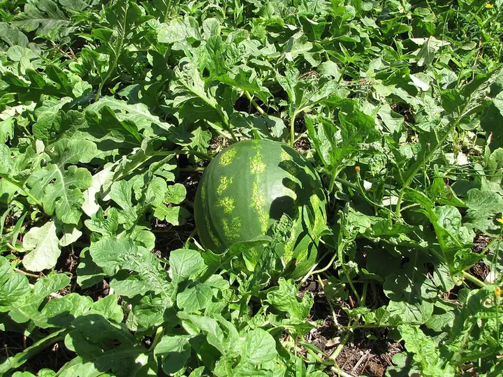 Pastèque — Citrullus lanatus