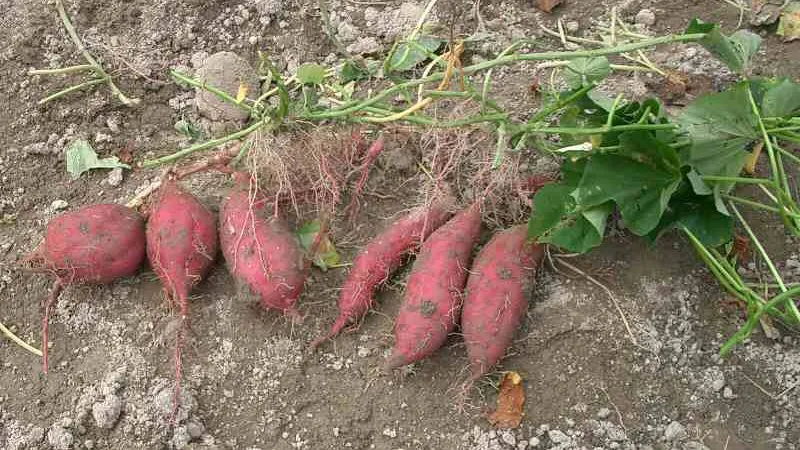 Patate douce — Ipomoea batatas