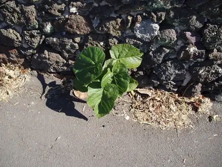 Paulownia fortunei — port de la plante