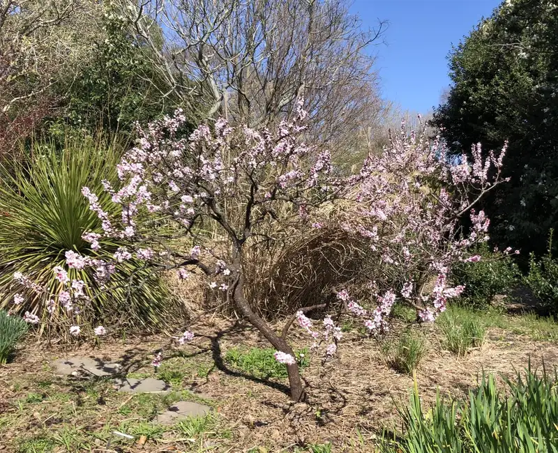Pêcher — Prunus persica