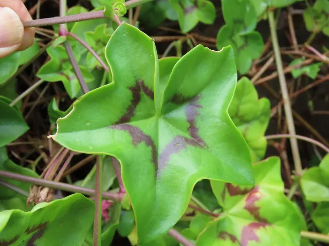 Pelargonium peltatum — photographie botanique