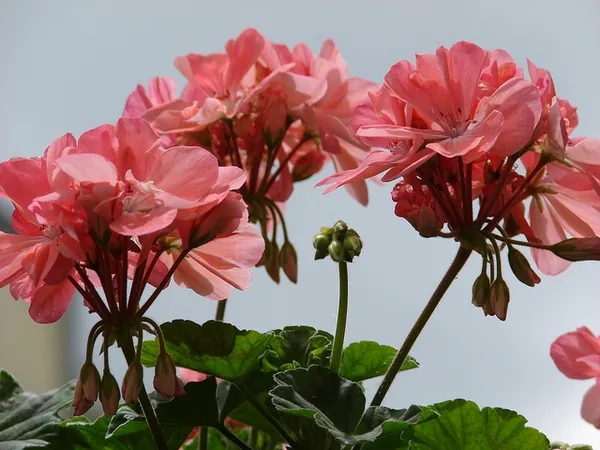 Pélargonium zonal — Pelargonium × hortorum