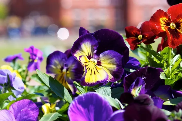 Pensée — Viola × wittrockiana