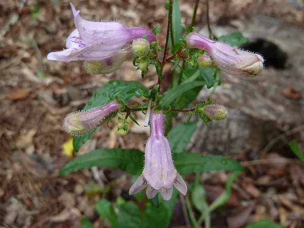 Penstemon australis — floraison