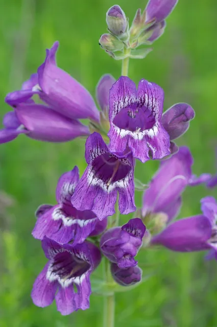 Penstemon cobaea — floraison