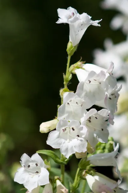 Penstemon digitalis — floraison
