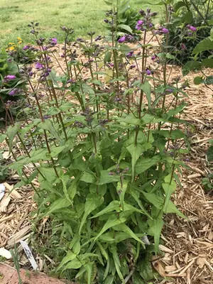 Penstemon smallii — port de la plante
