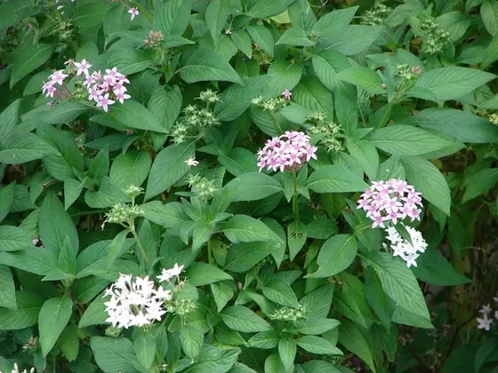Pentas lanceolata — port de la plante