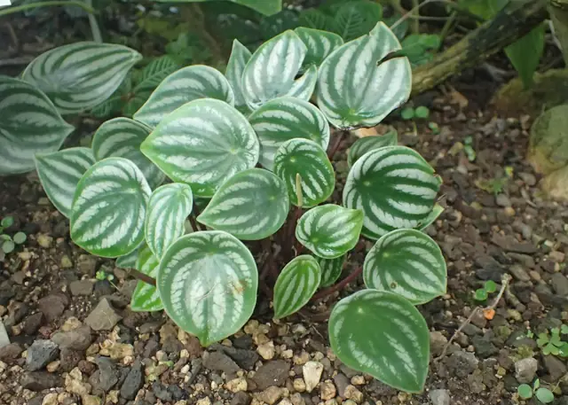 Peperomia argyraea — port de la plante