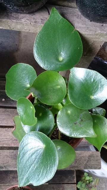 Peperomia polybotrya — port de la plante