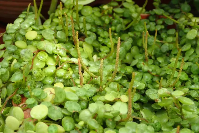 Peperomia rotundifolia — port de la plante