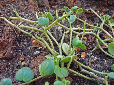 Peperomia serpens — port de la plante