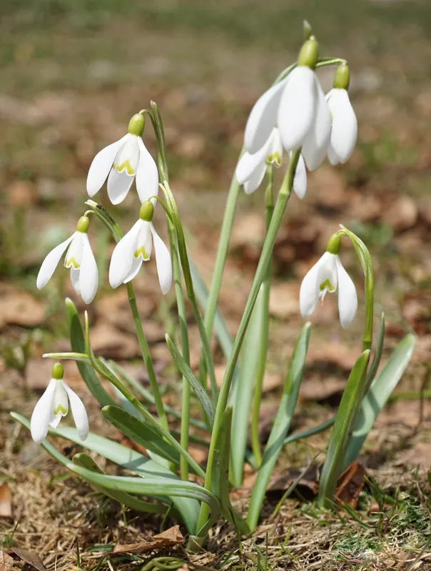 Perce-neige — Galanthus nivalis