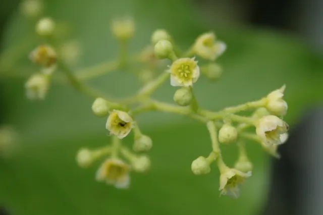 Periploca sepium — floraison