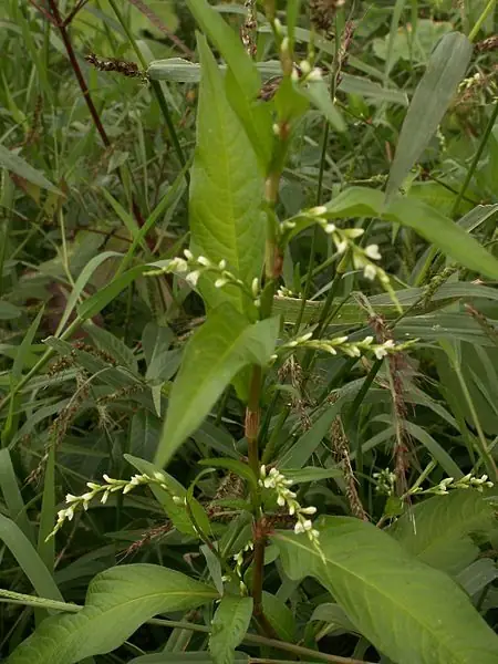 Persicaria hydropiper — floraison