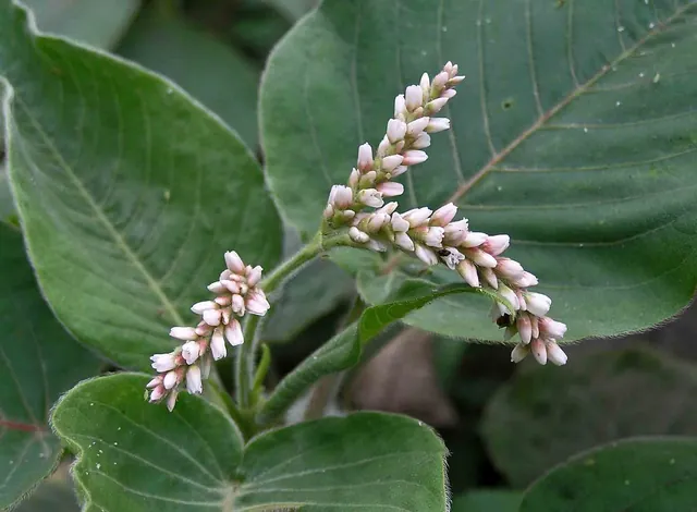 Persicaria orientalis — floraison