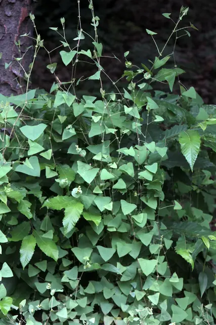 Persicaria perfoliata — port de la plante