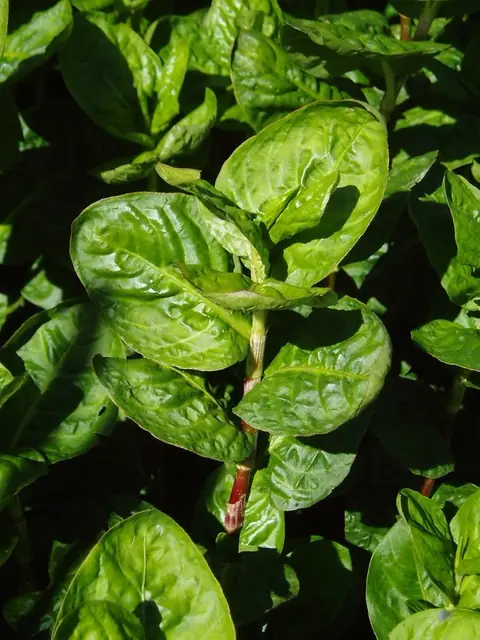 Persicaria tinctoria — photographie botanique
