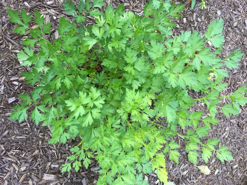 Persil — Petroselinum crispum